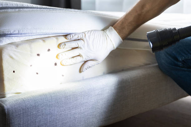 Wasp Removal Services in Medford, OR