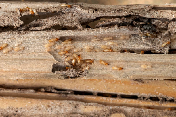 Best Insect Control  in Medfd, OR